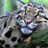  WildKatze 