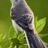 M0ckingbird