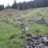 edelweisschen