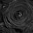 wdesertrose