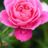 19Blume80